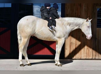 American Quarter Horse, Castrone, 4 Anni, 152 cm, Cremello