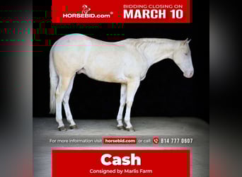 American Quarter Horse, Castrone, 4 Anni, 152 cm, Cremello