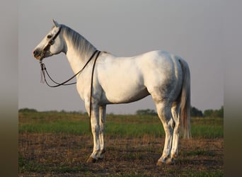 American Quarter Horse, Castrone, 4 Anni, 152 cm, Grigio pezzato