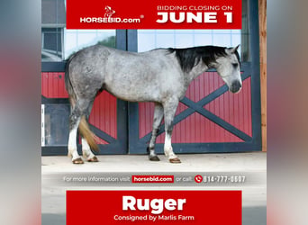American Quarter Horse, Castrone, 4 Anni, 152 cm, Grigio pezzato