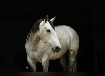 American Quarter Horse, Castrone, 4 Anni, 152 cm, Grigio