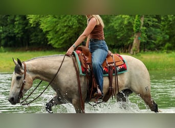 American Quarter Horse, Castrone, 4 Anni, 152 cm, Grigio