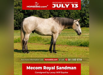 American Quarter Horse, Castrone, 4 Anni, 152 cm, Grigio
