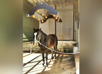 American Quarter Horse, Castrone, 4 Anni, 152 cm, Morello