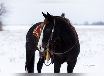 American Quarter Horse, Castrone, 4 Anni, 152 cm, Morello