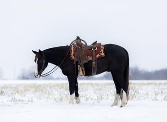 American Quarter Horse, Castrone, 4 Anni, 152 cm, Morello