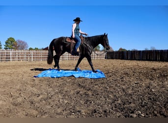 American Quarter Horse, Castrone, 4 Anni, 152 cm, Morello