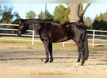 American Quarter Horse, Castrone, 4 Anni, 152 cm, Morello