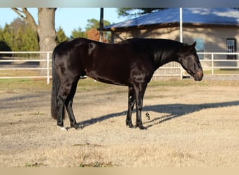 American Quarter Horse, Castrone, 4 Anni, 152 cm, Morello