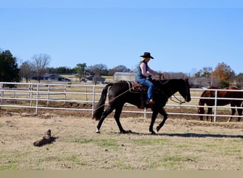 American Quarter Horse, Castrone, 4 Anni, 152 cm, Morello