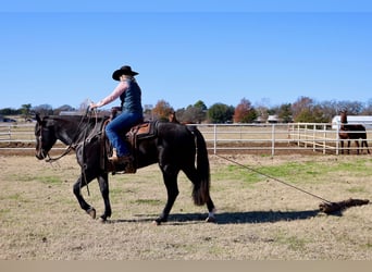 American Quarter Horse, Castrone, 4 Anni, 152 cm, Morello