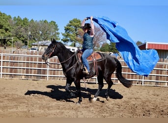 American Quarter Horse, Castrone, 4 Anni, 152 cm, Morello