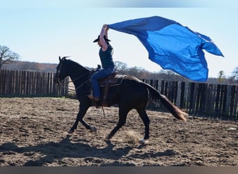 American Quarter Horse, Castrone, 4 Anni, 152 cm, Morello