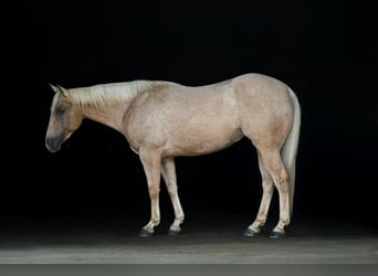 American Quarter Horse, Castrone, 4 Anni, 152 cm, Palomino