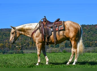 American Quarter Horse, Castrone, 4 Anni, 152 cm, Palomino