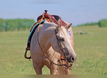 American Quarter Horse, Castrone, 4 Anni, 152 cm, Palomino