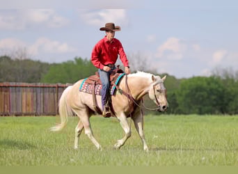 American Quarter Horse, Castrone, 4 Anni, 152 cm, Palomino