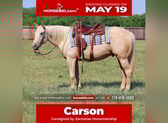 American Quarter Horse, Castrone, 4 Anni, 152 cm, Palomino