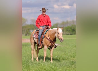 American Quarter Horse, Castrone, 4 Anni, 152 cm, Palomino
