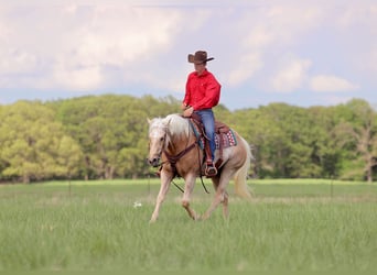 American Quarter Horse, Castrone, 4 Anni, 152 cm, Palomino