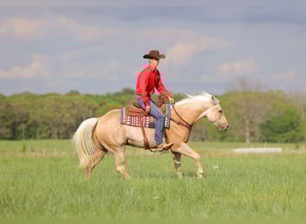 American Quarter Horse, Castrone, 4 Anni, 152 cm, Palomino