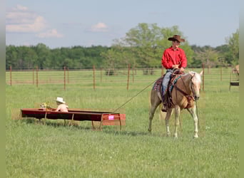 American Quarter Horse, Castrone, 4 Anni, 152 cm, Palomino