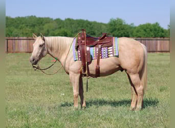 American Quarter Horse, Castrone, 4 Anni, 152 cm, Palomino