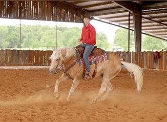 American Quarter Horse, Castrone, 4 Anni, 152 cm, Palomino
