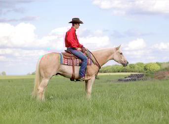 American Quarter Horse, Castrone, 4 Anni, 152 cm, Palomino