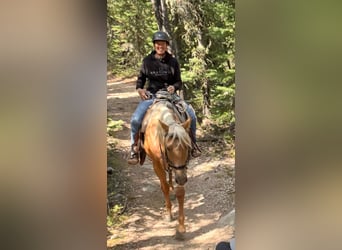 American Quarter Horse, Castrone, 4 Anni, 152 cm, Palomino