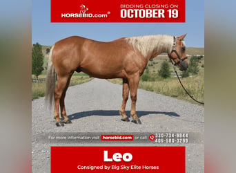 American Quarter Horse, Castrone, 4 Anni, 152 cm, Palomino