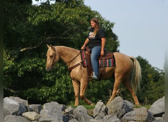 American Quarter Horse, Castrone, 4 Anni, 152 cm, Palomino