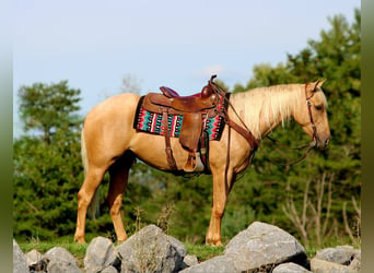 American Quarter Horse, Castrone, 4 Anni, 152 cm, Palomino