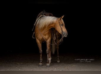 American Quarter Horse, Castrone, 4 Anni, 152 cm, Palomino