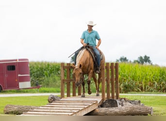 American Quarter Horse, Castrone, 4 Anni, 152 cm, Palomino