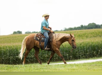 American Quarter Horse, Castrone, 4 Anni, 152 cm, Palomino