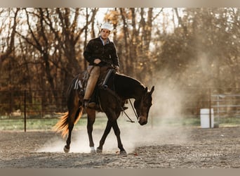 American Quarter Horse, Castrone, 4 Anni, 152 cm, Pelle di daino
