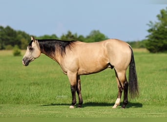 American Quarter Horse, Castrone, 4 Anni, 152 cm, Pelle di daino