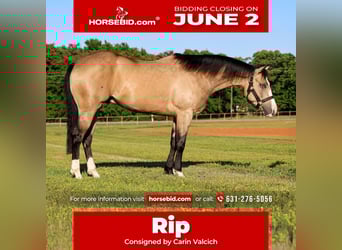 American Quarter Horse, Castrone, 4 Anni, 152 cm, Pelle di daino