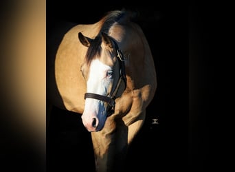 American Quarter Horse, Castrone, 4 Anni, 152 cm, Pelle di daino