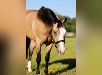 American Quarter Horse, Castrone, 4 Anni, 152 cm, Pelle di daino