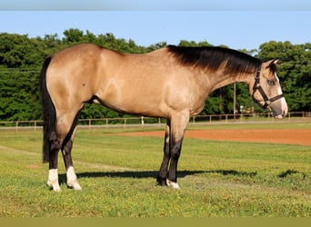 American Quarter Horse, Castrone, 4 Anni, 152 cm, Pelle di daino