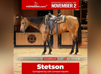 American Quarter Horse, Castrone, 4 Anni, 152 cm, Pelle di daino
