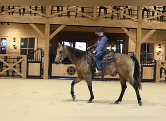 American Quarter Horse, Castrone, 4 Anni, 152 cm, Pelle di daino