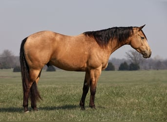 American Quarter Horse, Castrone, 4 Anni, 152 cm, Pelle di daino