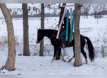 American Quarter Horse, Castrone, 4 Anni, 152 cm