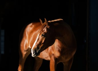 American Quarter Horse, Castrone, 4 Anni, 152 cm