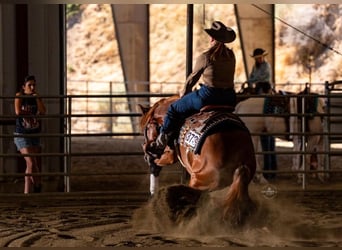 American Quarter Horse, Castrone, 4 Anni, 152 cm