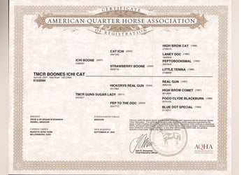 American Quarter Horse, Castrone, 4 Anni, 152 cm, Red dun