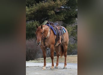 American Quarter Horse, Castrone, 4 Anni, 152 cm, Red dun